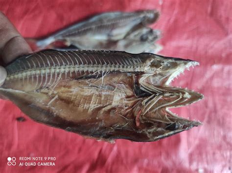 Ikan Asin Belah Tenggiri 1kg Lazada Indonesia