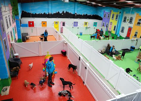 Can Puppies Go to Doggy Daycare? | The Dog Dazzlers