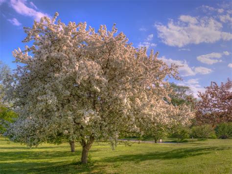 Ornamental Trees