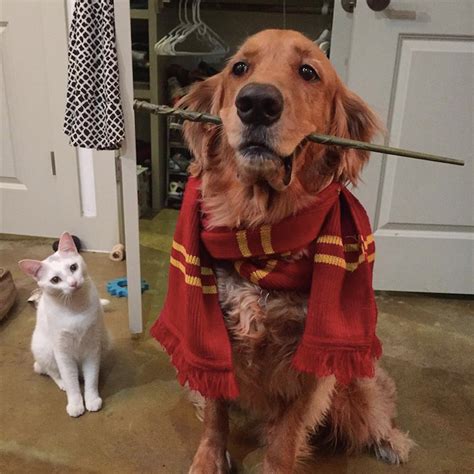 Cats In Harry Potter Costumes