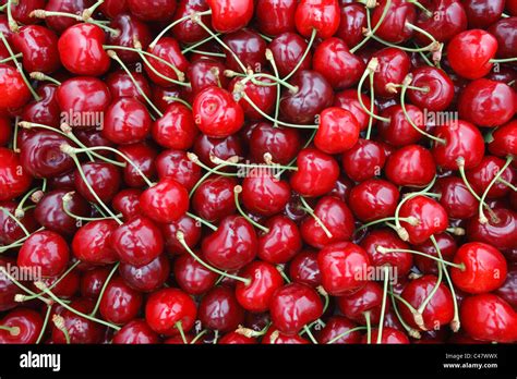 Cherry Stock Photo, Royalty Free Image: 37053350 - Alamy