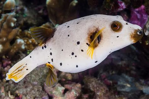 Dogface Puffer Fish