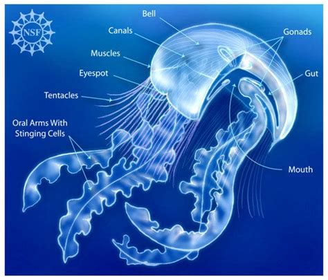 naut  everyday jellyfish model exploring  tentacles  oral