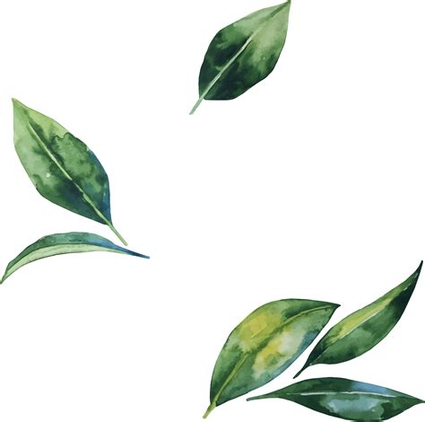 Leaf Flower Illustration - Hand-painted watercolor leaves png download ...