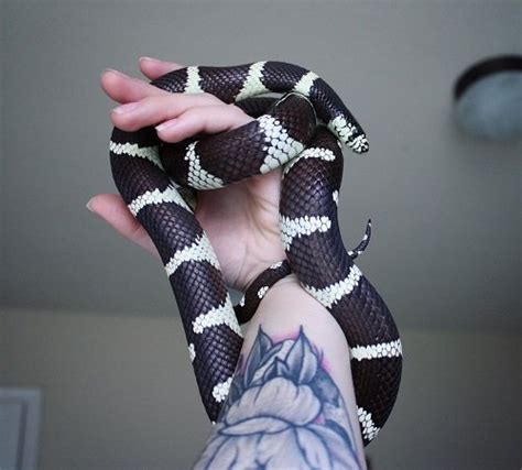 Stunning Black Snakes With White Stripes Balcony Garden Web