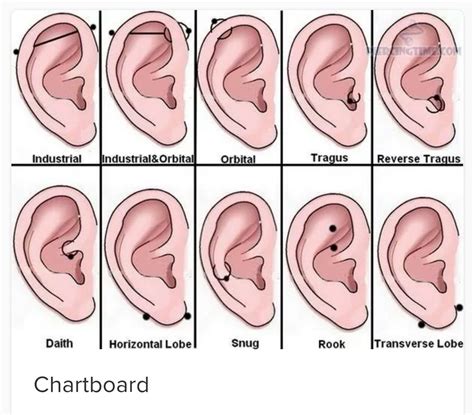 What Are The Different Ear Piercings