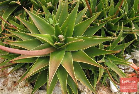 ⚕ Алоэ древовидное (Aloe arborescens) — полезные и лечебные свойства ...