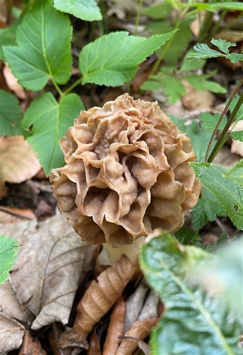 Morel Morkel Common Edible - Free photo on Pixabay - Pixabay