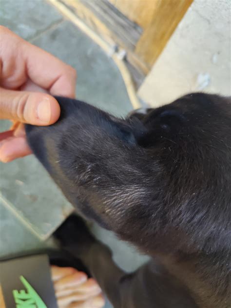 Сильная Линька у щенка - форум владельцев кане-корсо