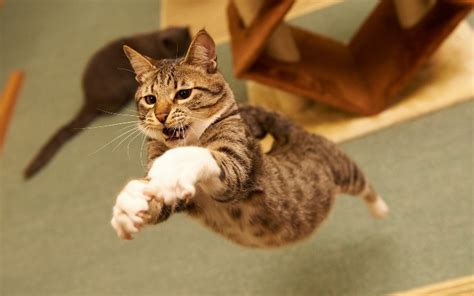 Jumping cats19 - Some Pets