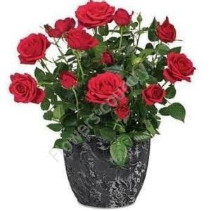 Роза кордана купить с бесплатной доставкой в Москве по цене 1 450 руб.