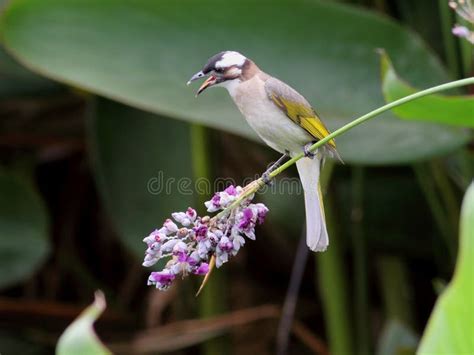 chinese bulbulpycnonotus sinensis stock photo image  morning