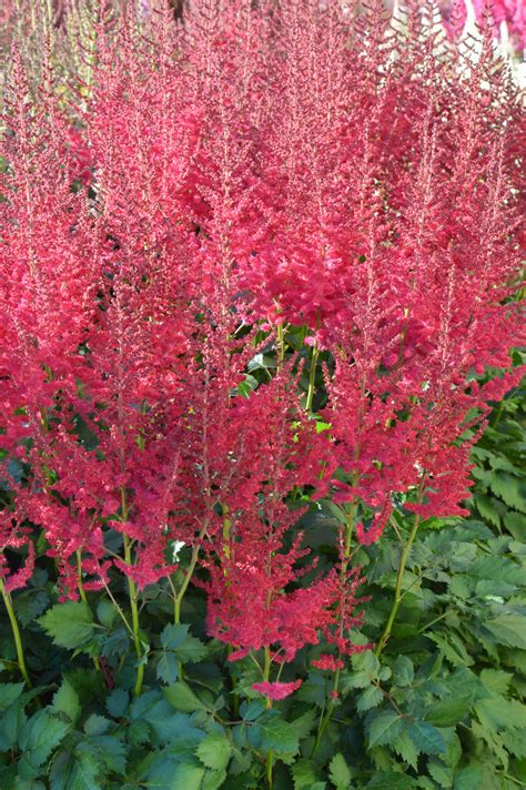 Hot Pearls Astilbe - W. & E. Radtke