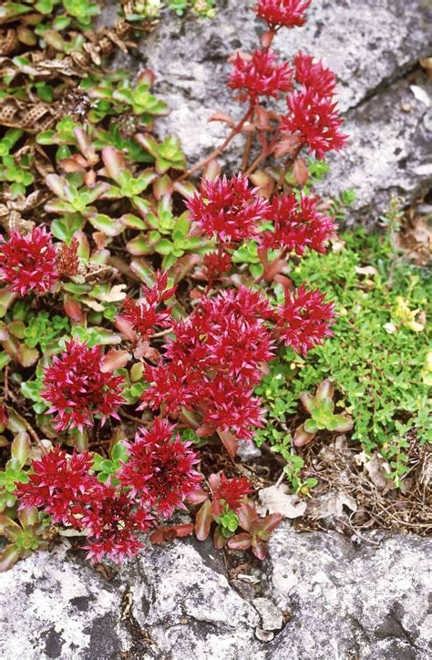 19 Best Flowering Ground Covers
