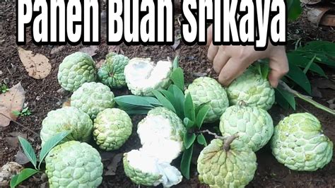 Panen Buah Srikaya Banyak Yang Sudah Matang Dipohon Youtube