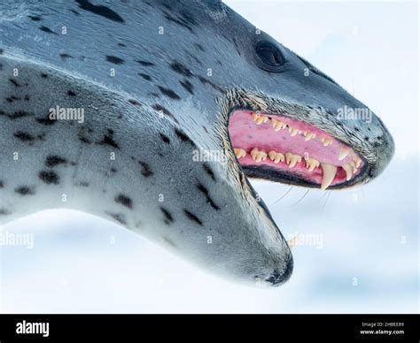 Leopard Seals Teeth