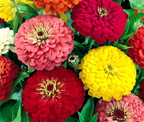 Zinnia Dahlia Zinnia Elegans Seeds