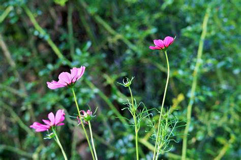 Cosmos Rosa Flores Foto Gratis En Pixabay Pixabay