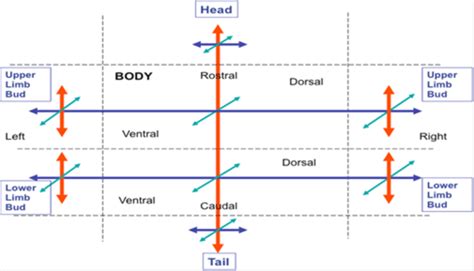 2 Independent Limb Development The above image depicts independent limb ...