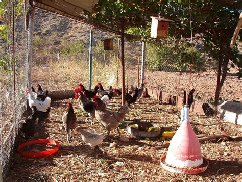 GRANJA MARAMARA CRÍA PRODUCCIÓN Y COMERCIALIZACIÓN DE HUEVO Y CARNE