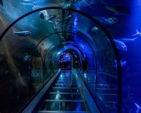 THE 10 BEST Zoos & Aquariums in The Netherlands (Updated 2026)
