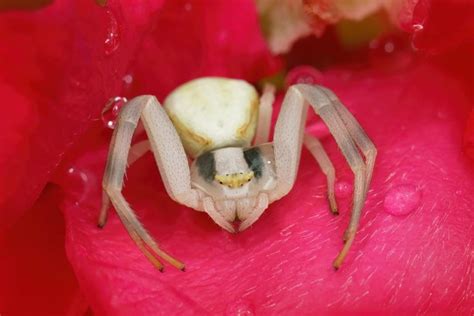 Are Crab Spiders Poisonous Pest Extinct