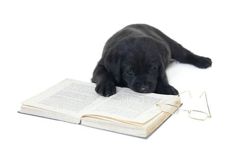 Dog Chewing On Book Stock Photos Pictures And Royalty Free Images Istock