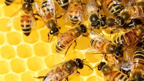 Hoy Se Celebra El Dia Mundial De Las Abejas Por Qu Son Importantes