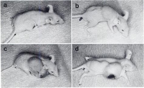 Tumorigenicity Test In Nude Mice The Rat Y Cells Were Prepared And
