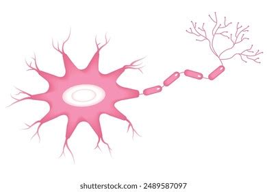 Vector Illustration Neuron Anatomy Cell Body Stock Vector Royalty Free