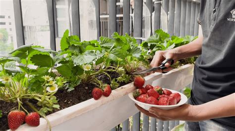 Growing Strawberries Indoors A Sweet Success Southwest Journal