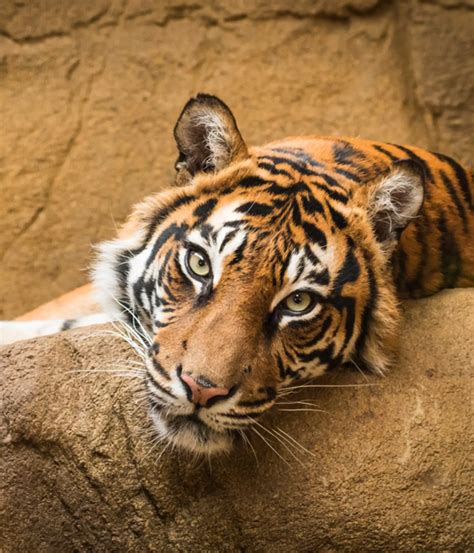 About us | London Zoo