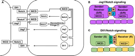 Figure 1 From Notch Signaling Induced Oscillatory Gene Expression May