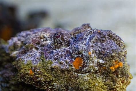 Synanceia Verrucosa, the Reef Stonefish or Simply Stonefish, is ...