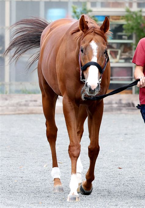 【天皇賞秋】マテンロウスカイは好枠2枠2番 松永幹調教師「これ以上ない枠。最高です」 Umatoku 馬トク