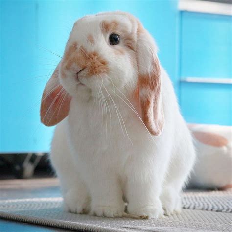 Lapin B Lier Blanc Et Roux Lapin Belier B B S Animaux Animaux Mignons