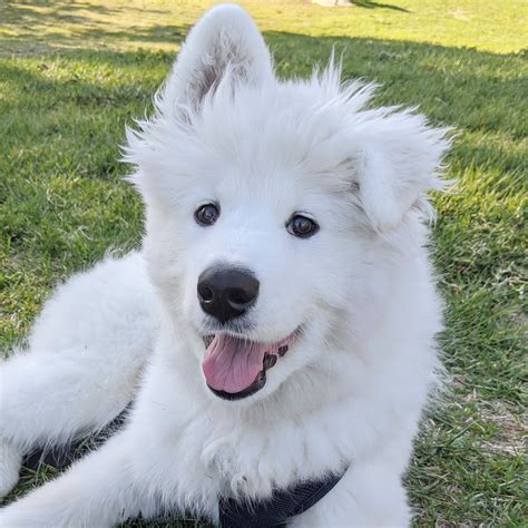 Glueing puppy ears : samoyeds