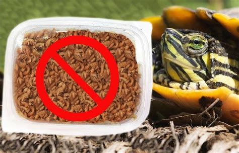 Красноухая черепаха - полезная информация от T-RexFood. У нас Вы можете ...