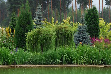 Хвойники в ландшафтном дизайне: 50 идей для вдохновения | Живу за городом