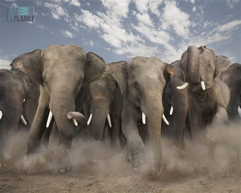 Download Animal Planet Stampeding Elephants Wallpaper