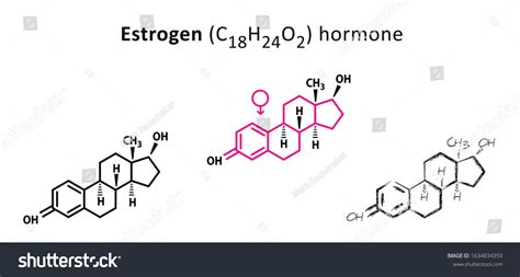 Estrogen Estradiol Structure C H O Sex Hormone Stock Vector Royalty Free