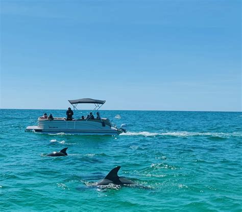 Dolphin Tour Schedule – Top-Rated Shell Island Dolphin Tours in Panama ...