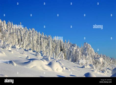 Snowy Landscape In Kuusamo Finland Oulu Kuusamo Stock Photo Alamy