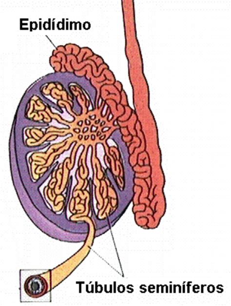 ¿cómo Se Hacen Los Espermatozoides