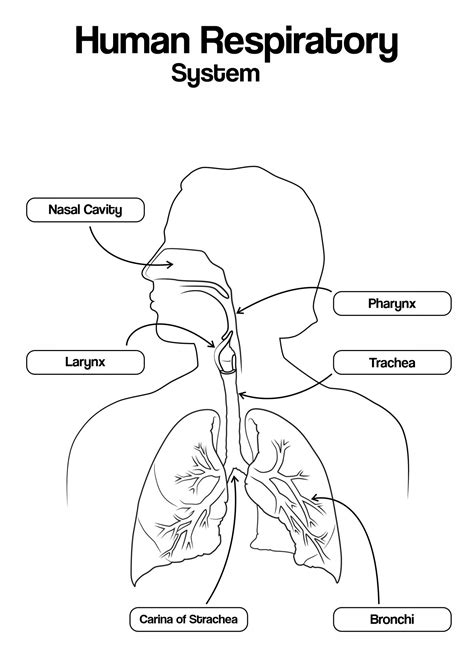 The Ear Hearing And Balance Worksheet Answers 6
