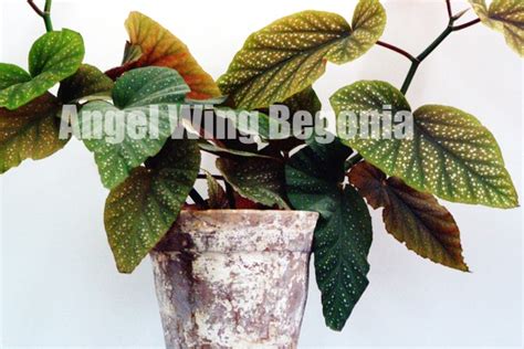 Angel Wing Begonia House Plants – Nature's Gateway