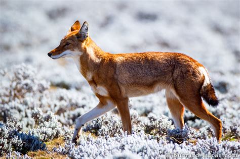 Ethiopian Wolf A World Without Predators