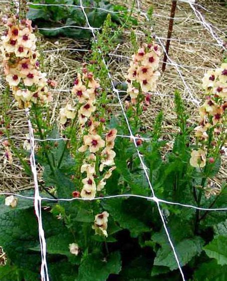 Коровяк (Вербаскум) (Verbascum ), садовые цветы
