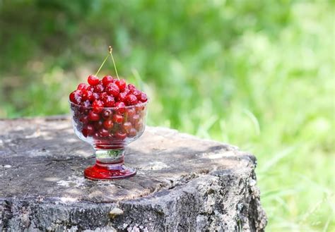 Bagas De Ver O Frescas E Maduras Cerejas Vermelhas Molhadas Em Um Vaso