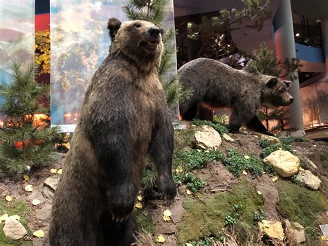 Museum Minute Yellowstone S Most Famous Bear Bear Wyoming